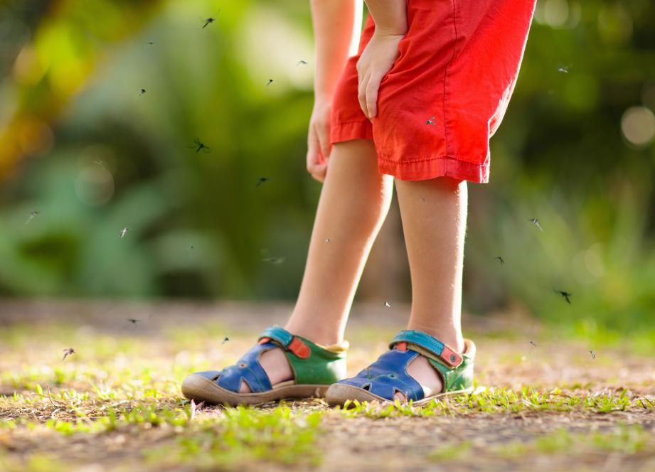 Morsure de tique : dans la Creuse, la CPTS La Licorne a développé un protocole local entre médecin, infirmière et pharmacien