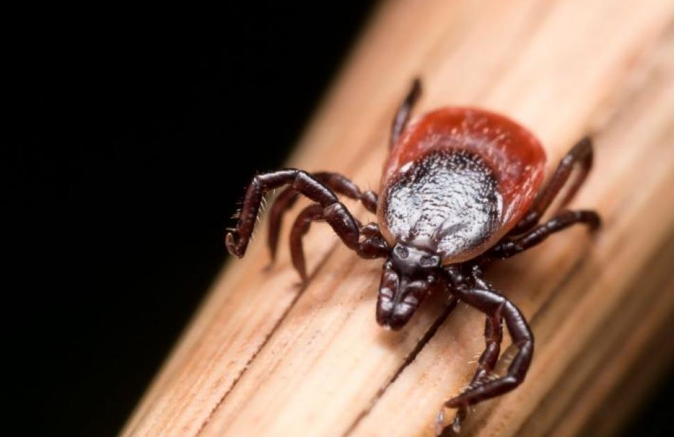 Protections individuelles contre les morsures de tiques