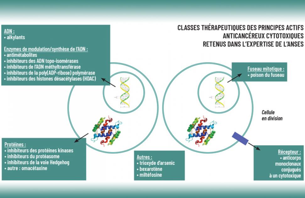 Classes thérapeutiques des principes actifs anticancéreux cytotoxiques retenus dans l’expertise de l’ANSES