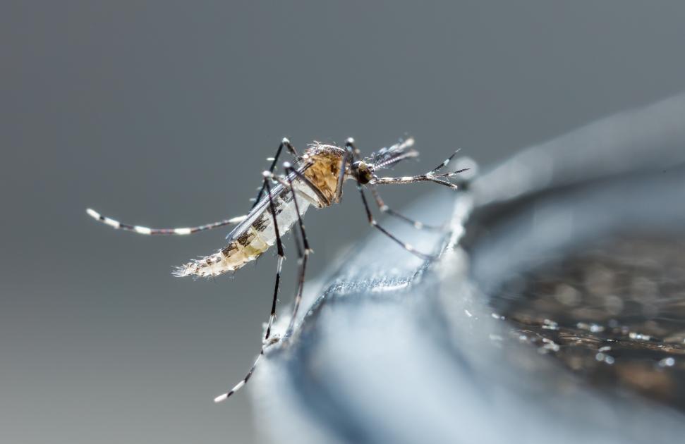 Dengue, chikungunya, Zika... Face au moustique tigre, la CPTS Pays d’Aubagne et de l’Etoile informe les soignants