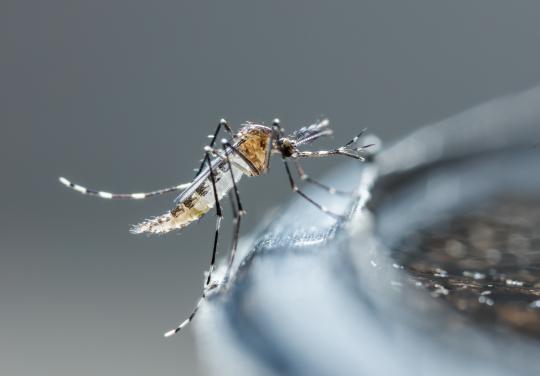 Dengue, chikungunya, Zika... Face au moustique tigre, la CPTS Pays d’Aubagne et de l’Etoile informe les soignants