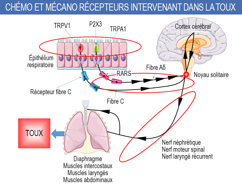 Toux chronique réfractaire chez l'adulte